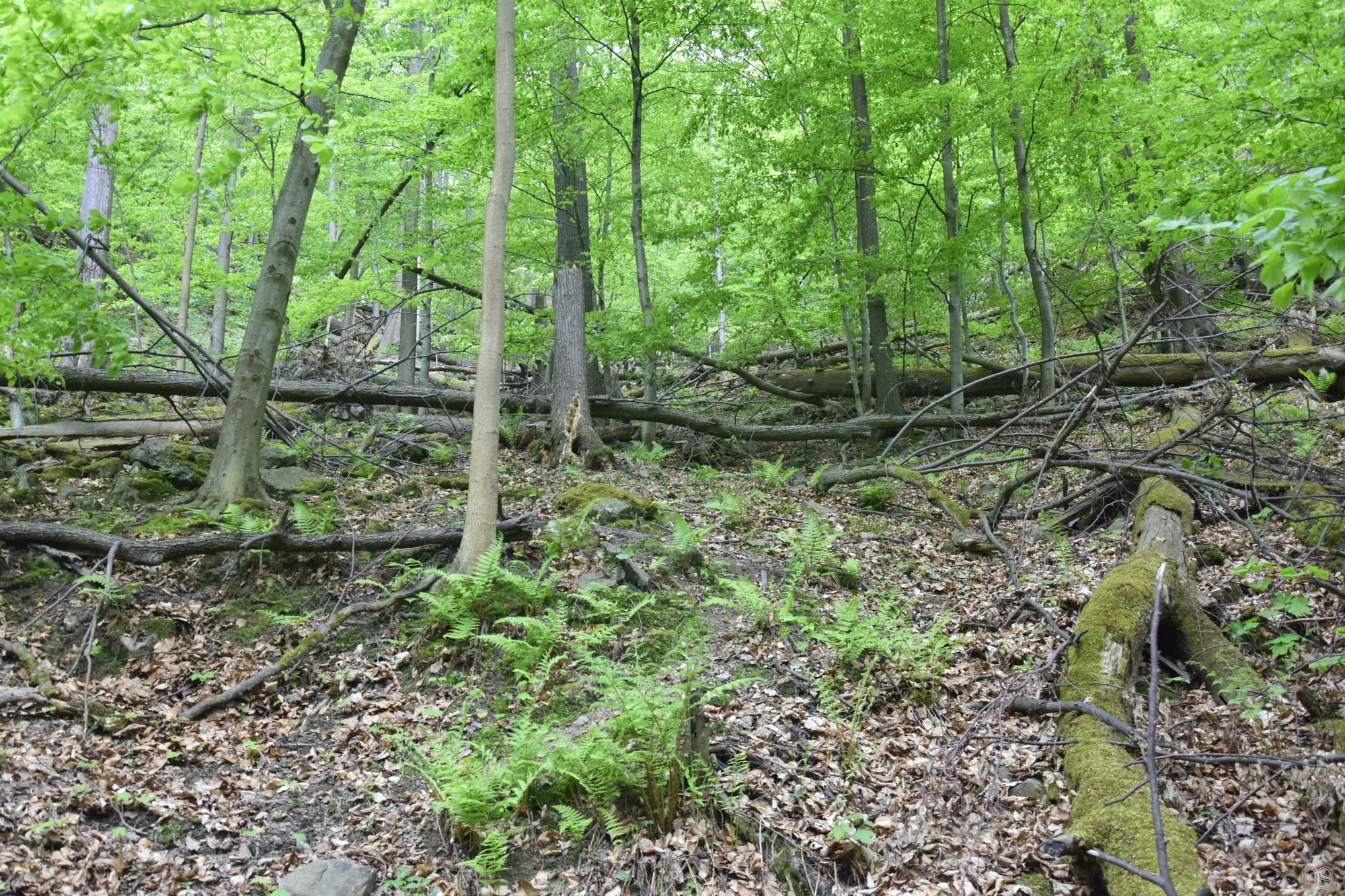 Sciezka Hochbergow 45.jpg